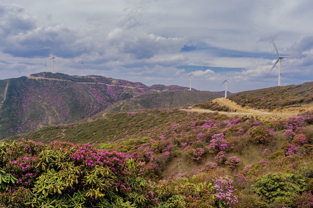满山杜鹃映风机，骑龙山景美如画  云南公司谭红.jpg
